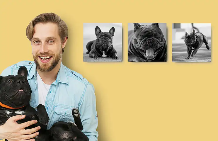 Man met zijn Franse bulldog, omringd door gepersonaliseerde zwart-wit foto's van Franse bulldogs.